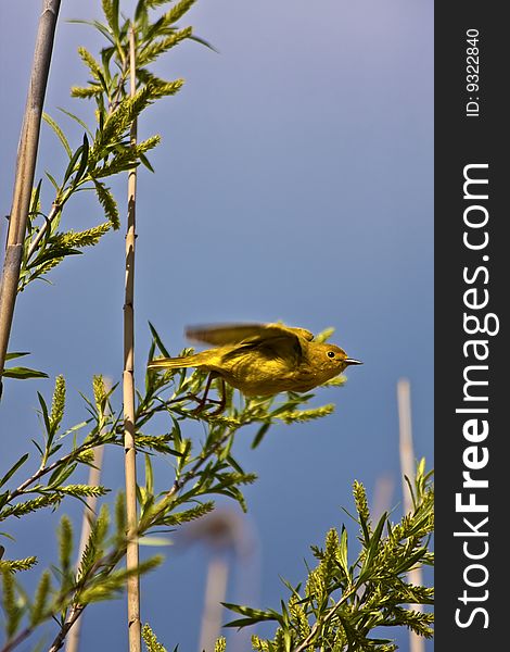 Yellow warbler in flight.
Location: Point Pelee National Park, Ontario, CANADA. Yellow warbler in flight.
Location: Point Pelee National Park, Ontario, CANADA