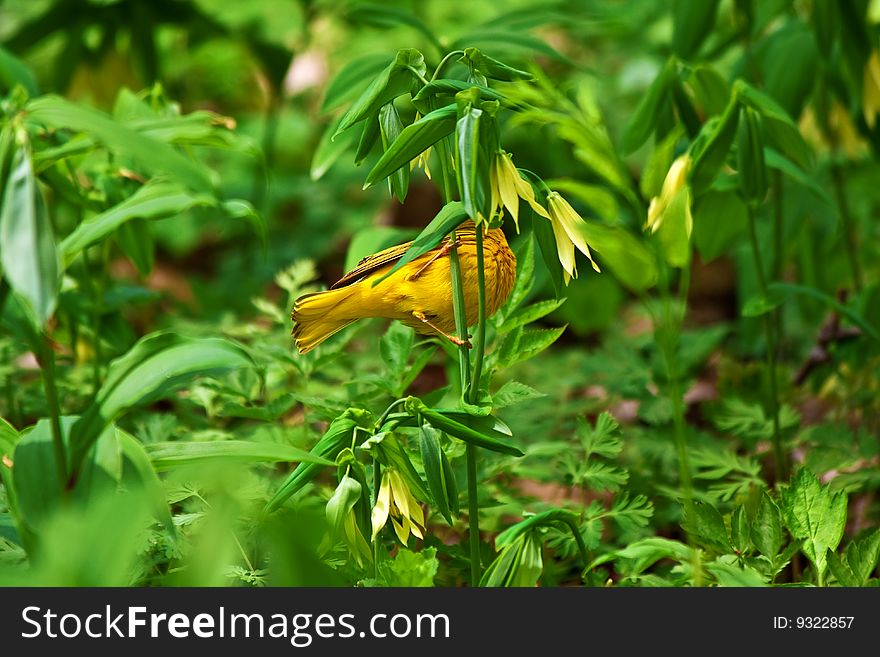 Yellow warbler.
Location: Point Pelee National Park, Ontario, CANADA. Yellow warbler.
Location: Point Pelee National Park, Ontario, CANADA