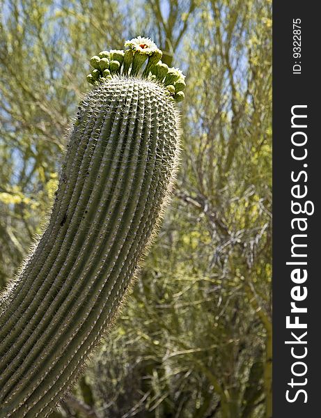 Saguaro cactus arm in spring bloom. Saguaro cactus arm in spring bloom