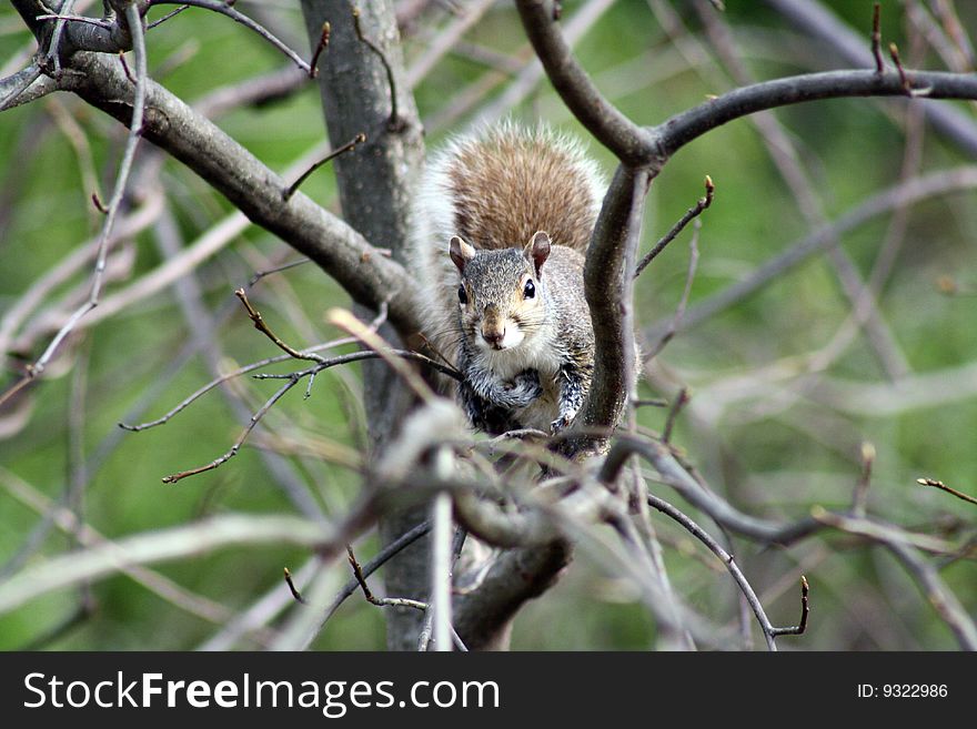 Squirrel On Tree Branch