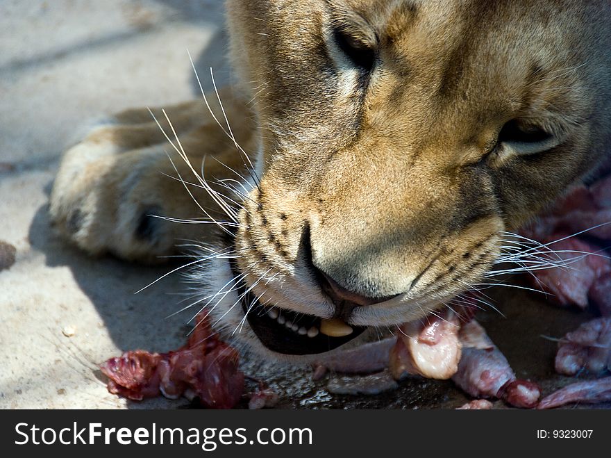 Close-up female lion eating