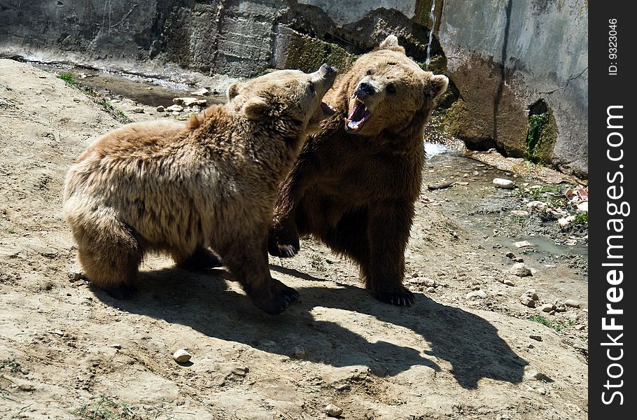 Two bears fighting or playing