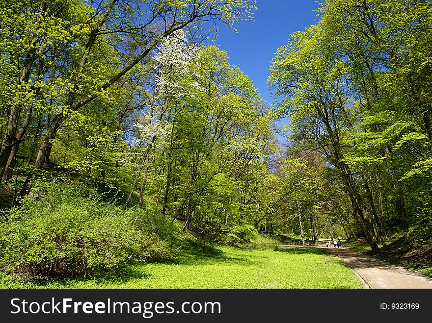 Walk in park during spring time