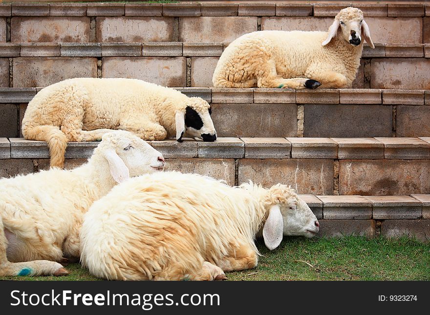 Sheep In Suan Pheung Thailand