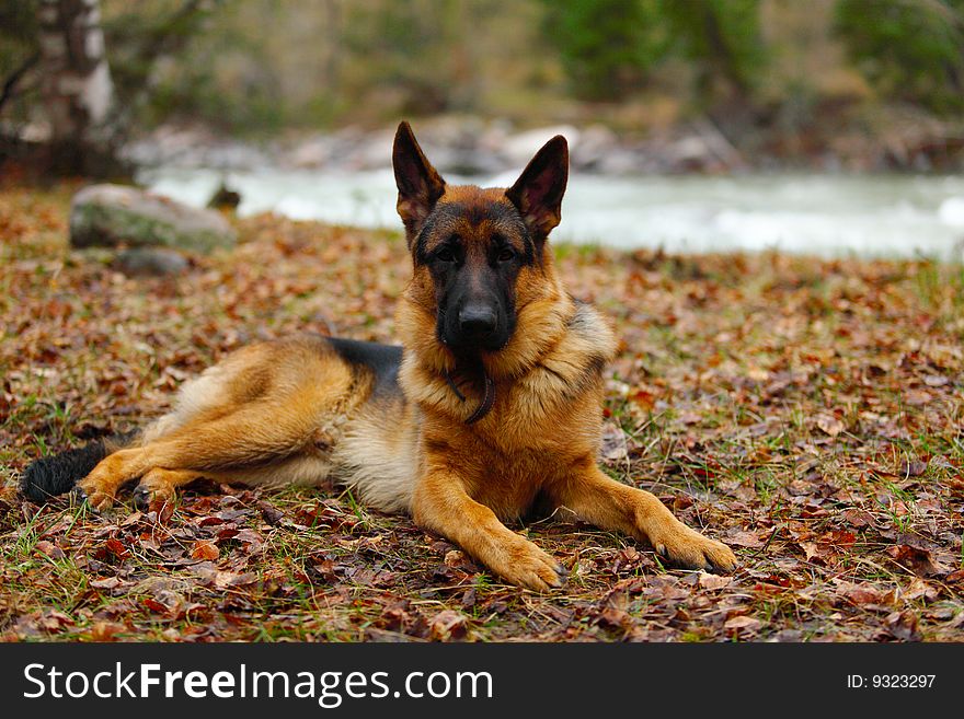 The German shepherd lies on leaves