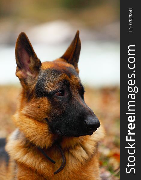 German Shepherd