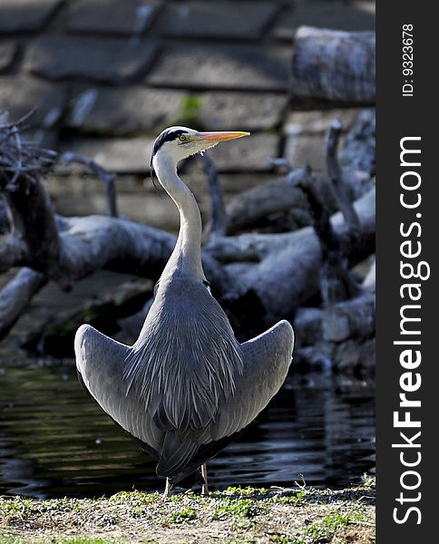 Great blue heron reflected in the water