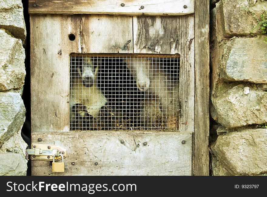 Goats behind a locked door