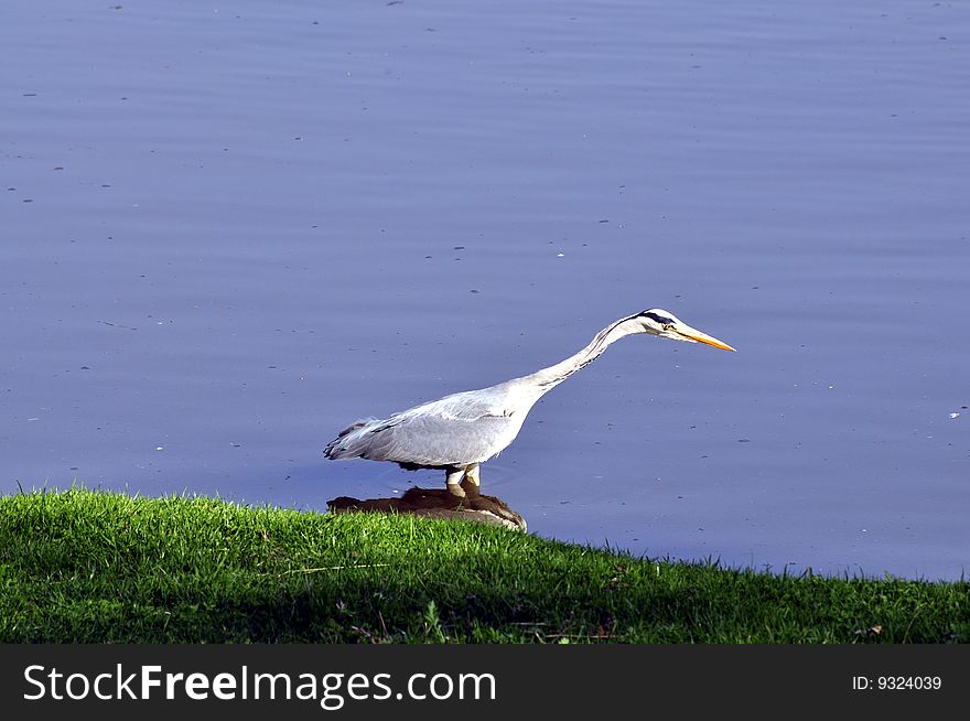 Great blue heron reflected in the water