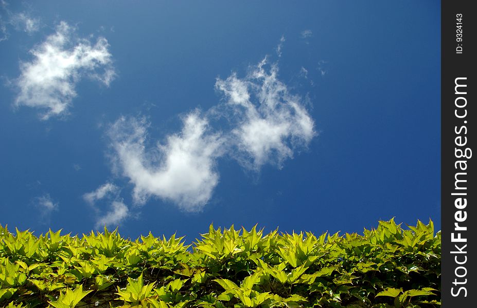 The photo of a green hedge and sky. The photo of a green hedge and sky.