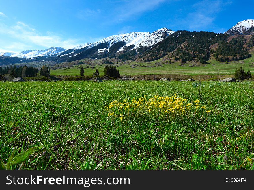 Spring flowers and grass in mountains