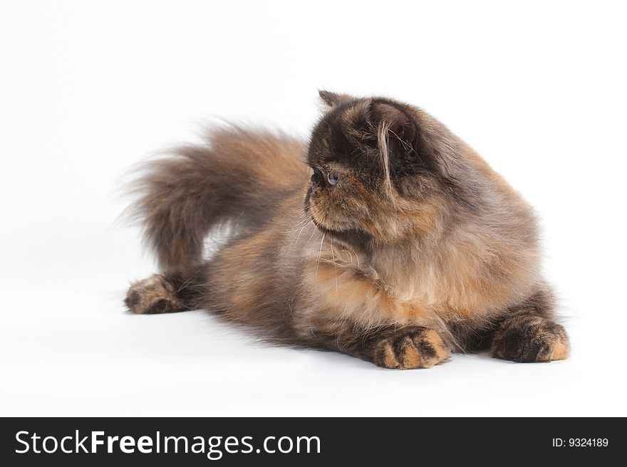 Female Persian Cat Breed In Half Face