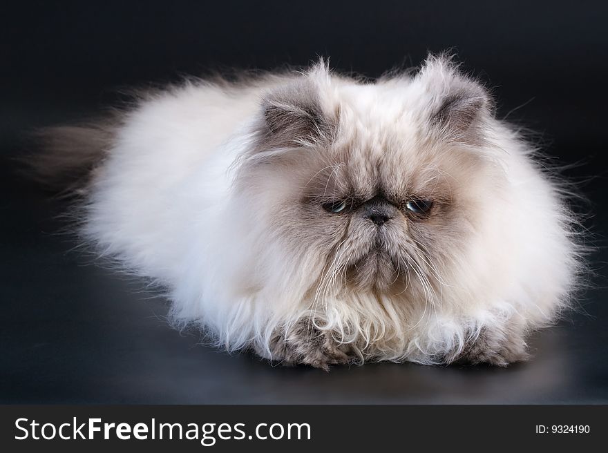 Male persian cat breed lying on black background.