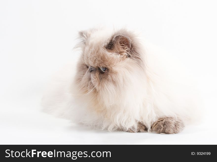 Male persian cat breed lying on white background. No isolated.