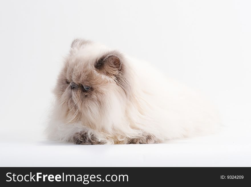 Male persian cat breed lying on white background. No isolated.