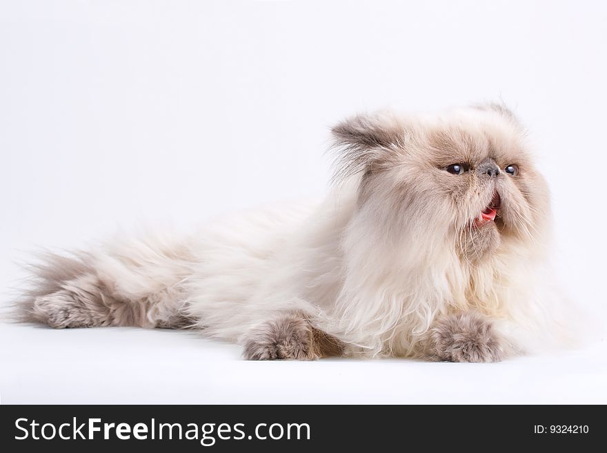 Male persian cat breed lying on white background. No isolated.