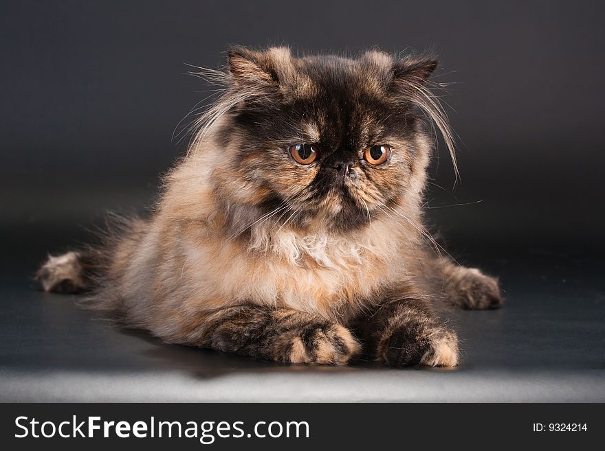 Female persian cat breed lying on black background.