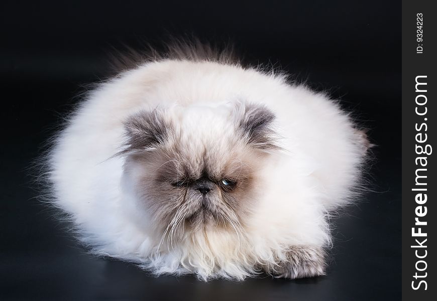 Male persian cat breed lying on black  background.