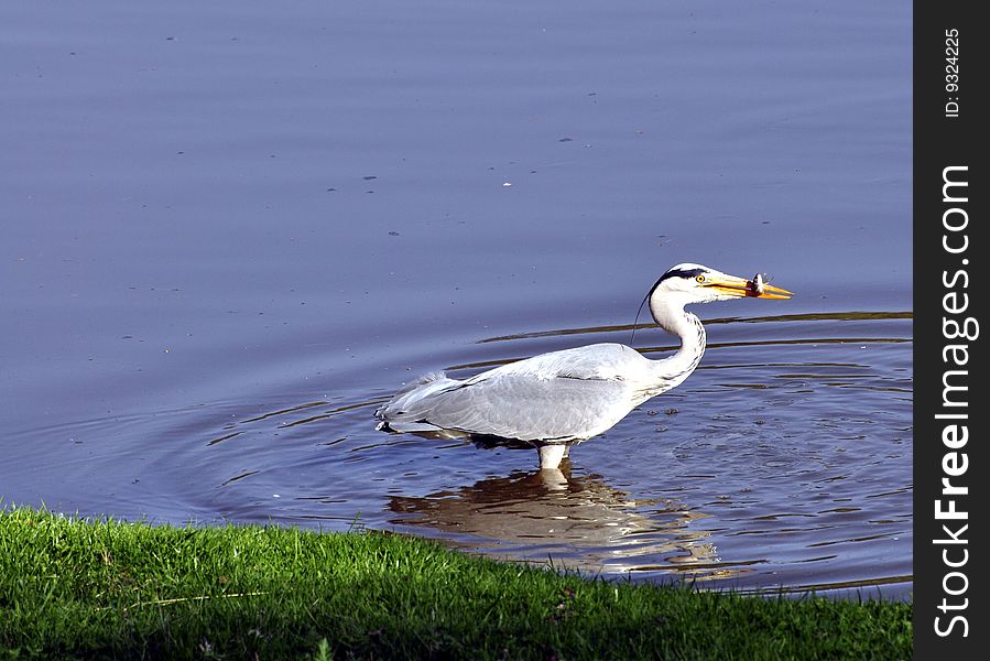 Great blue heron reflected in the water