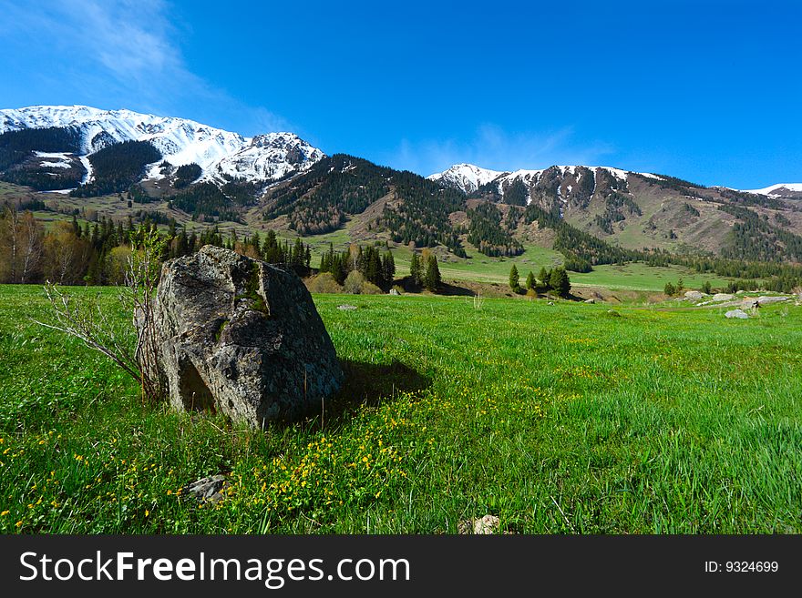 Spring flowers and grass in mountains