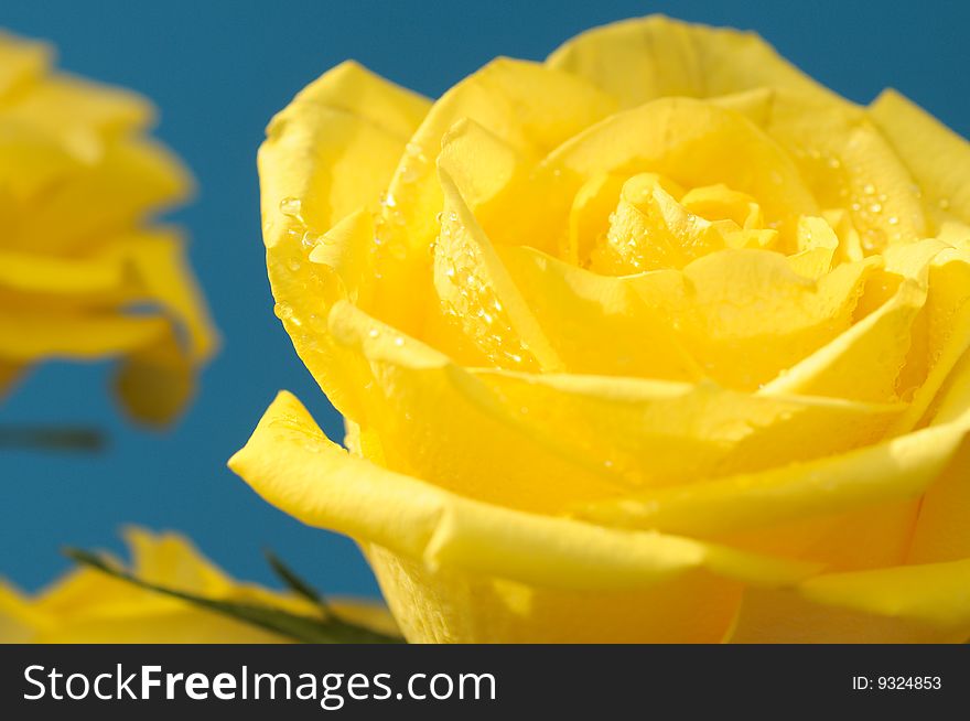 Yellow rose with drops on a blue background. Yellow rose with drops on a blue background.