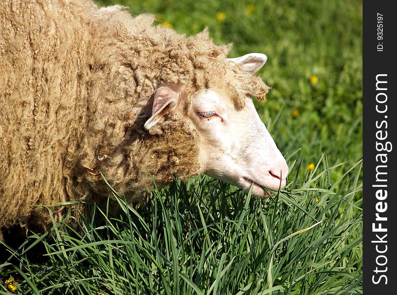 Sheep on the green pasture.