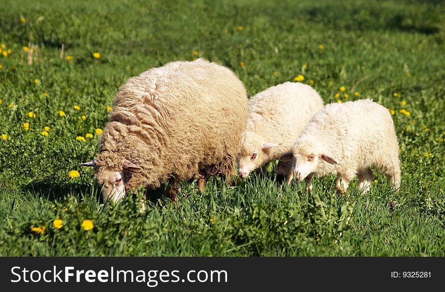 Sheep family - Mother & children on the green pasture.