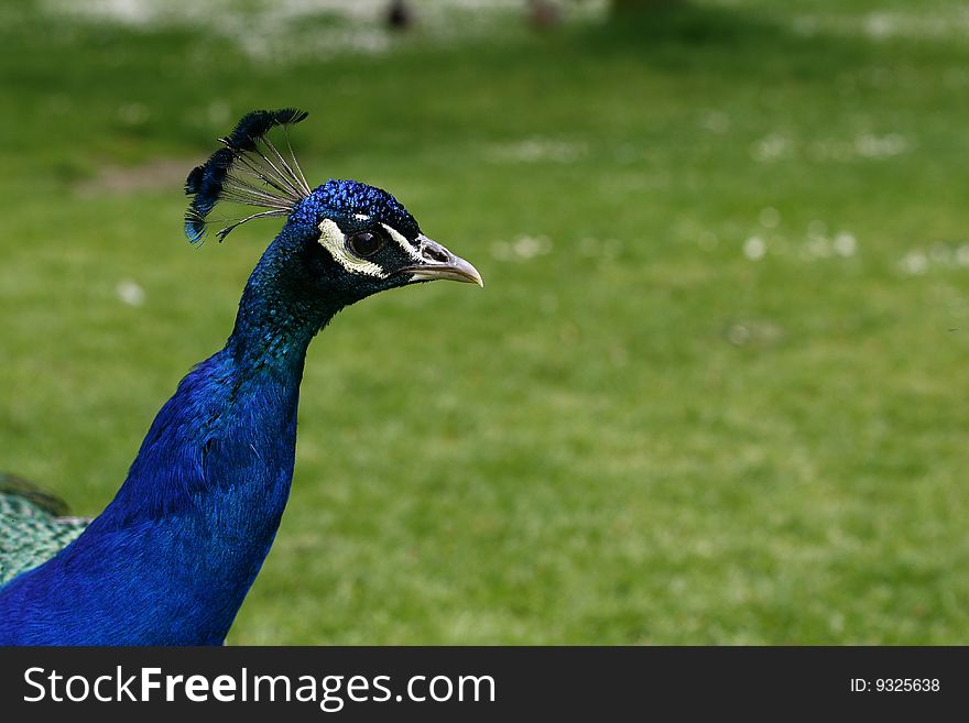 Peacock head on the grass background