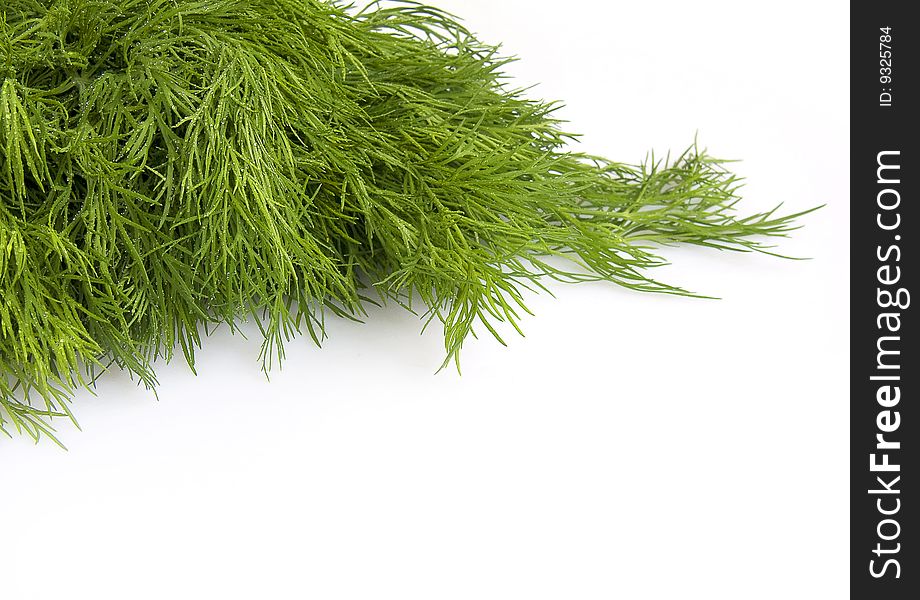 Fresh leaves of fennel on a white background for cookery