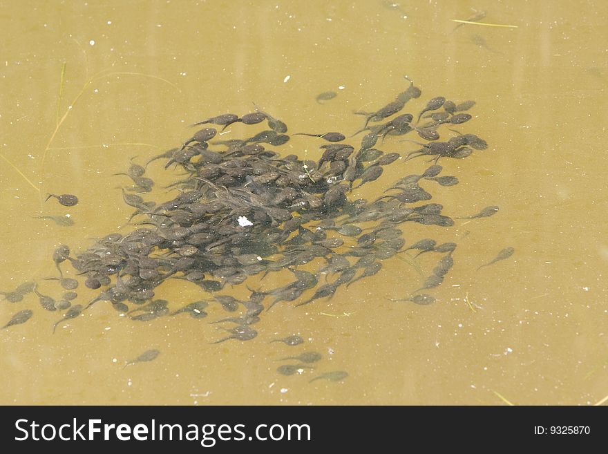 Tadpole in a water pool