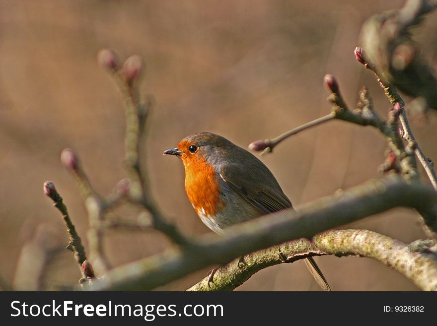 Robin perched on tree branch