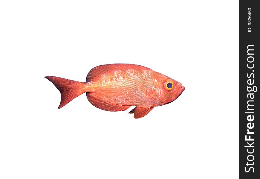 Isolated Crescent-tail Bigeye fish on a white background. Isolated Crescent-tail Bigeye fish on a white background