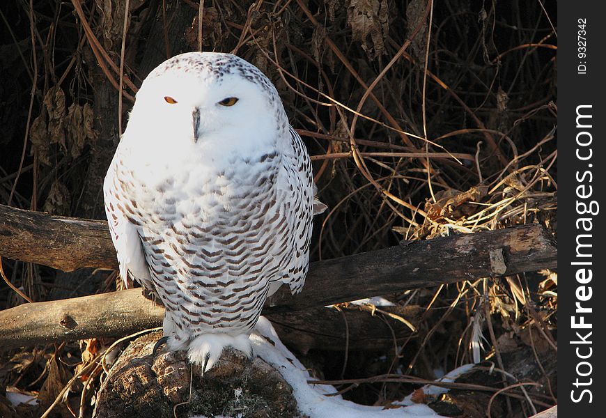 A close-up shot of a Snowy Owl sitting face first on a fallen log amid dried grass and leaves with just a tad bit of snow in view. His nice barring of feathers shows clearly.