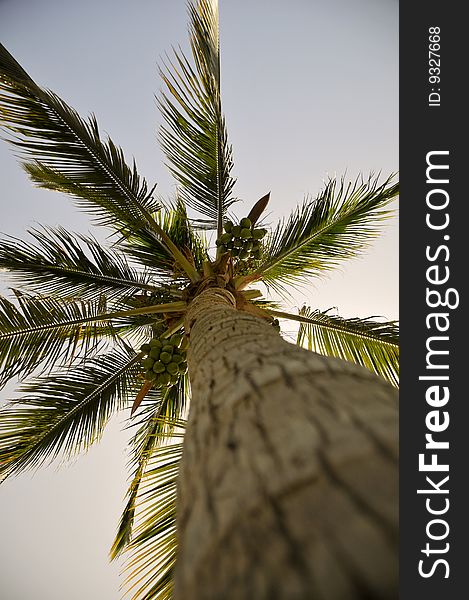 Palm on the beach in Red Sea