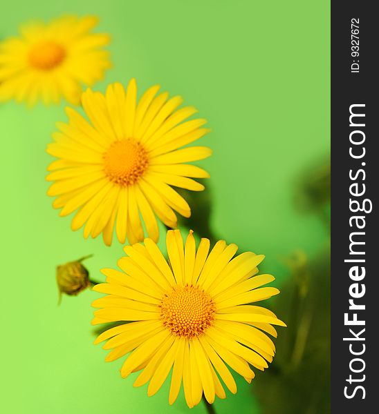 Yellow flowers over green background