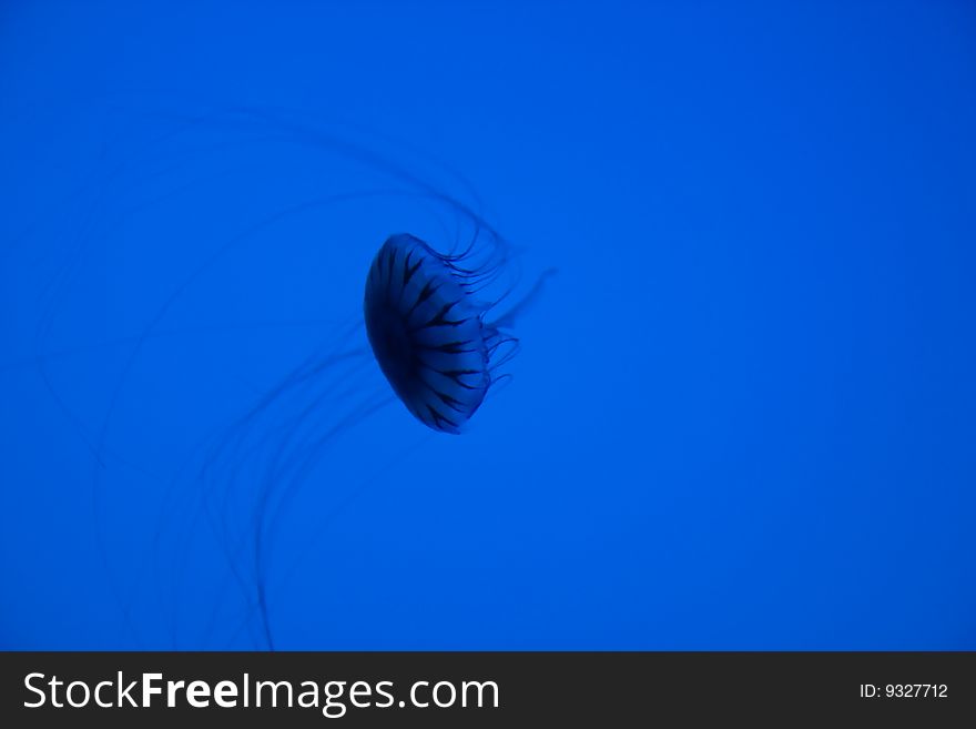 Jellyfish in the blue aquarium