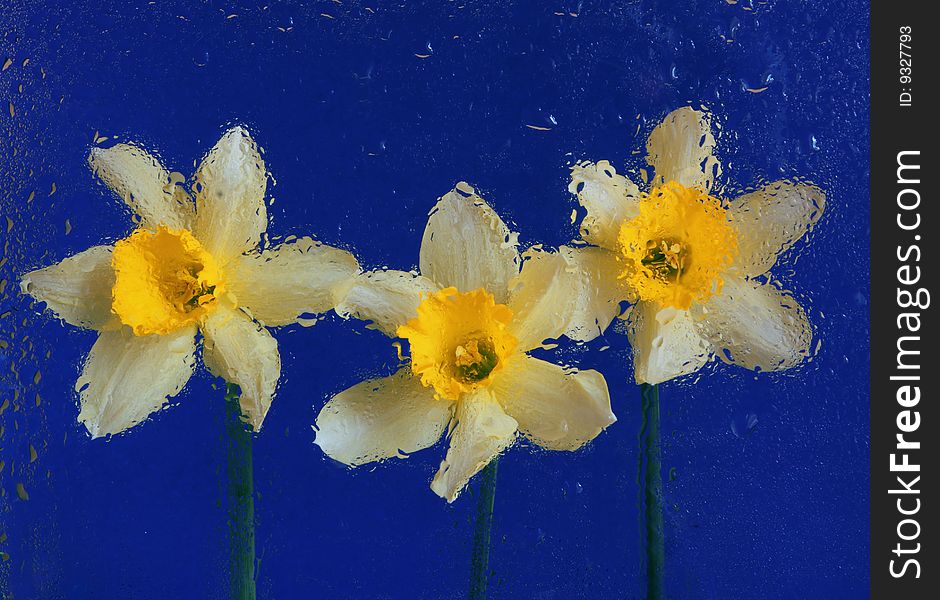 Yellow Narcissus On Blue Background