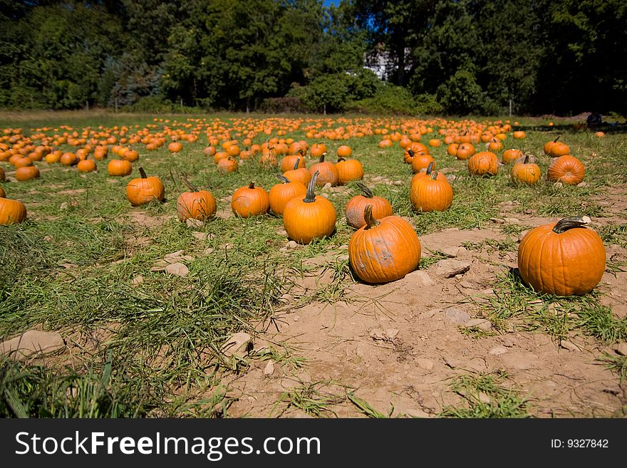 Pumpkins on a pumpkin patch with trees in the background