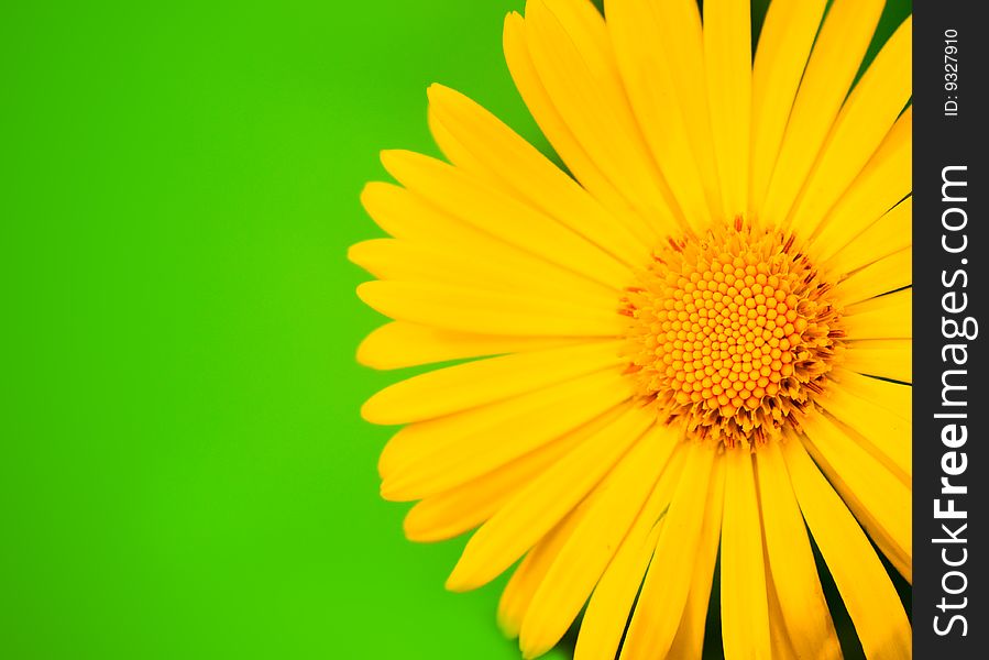 Yellow flower close-up shot