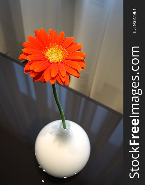 Flower in a vase