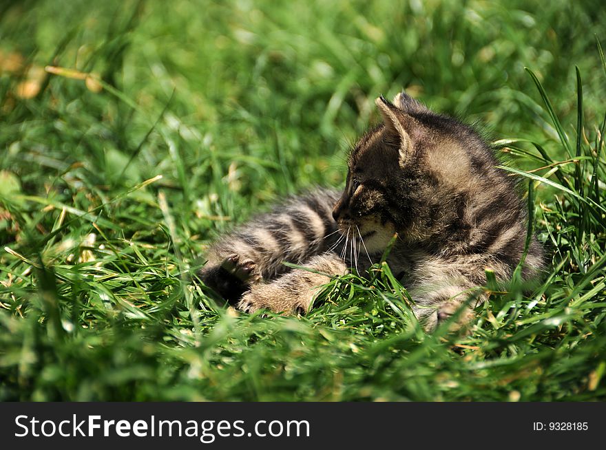 Portrait of a cute little kitten