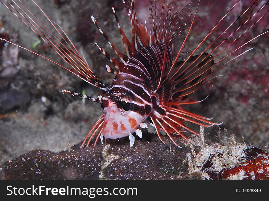 A Spotfin Lionfish hunts at night