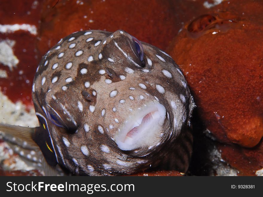 White Spotted Puffer rests in a sponge