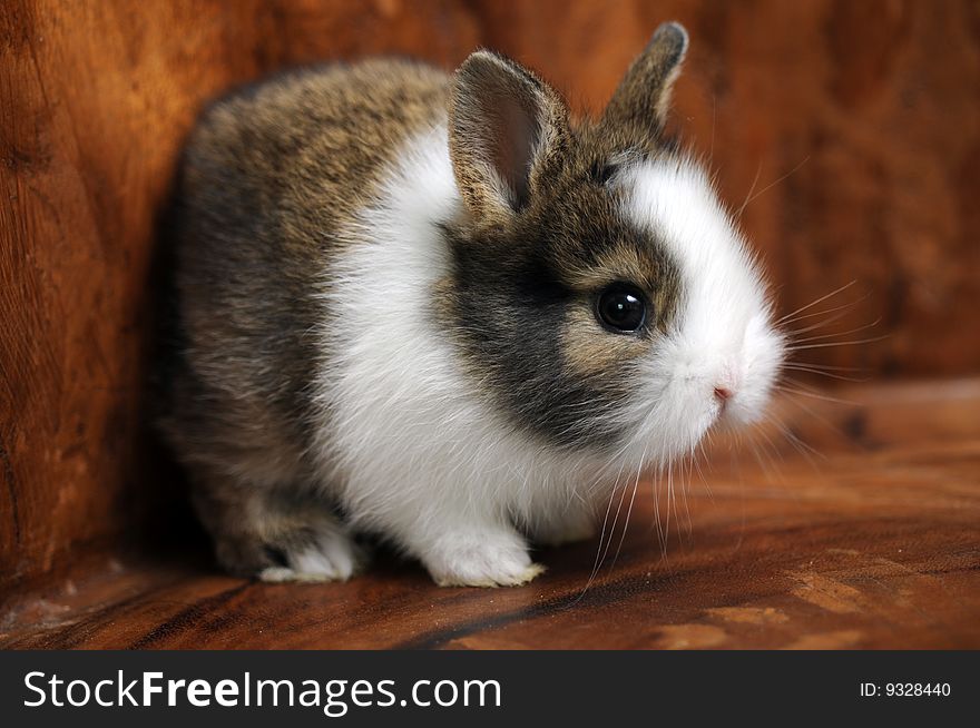 Portrait of a Little Rabbit