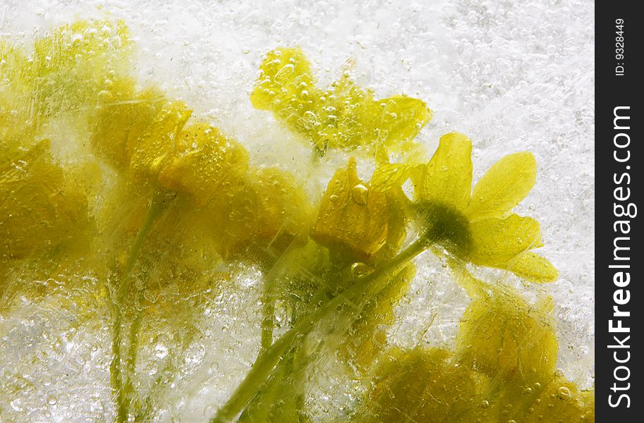 Yellow maple flowers in ice