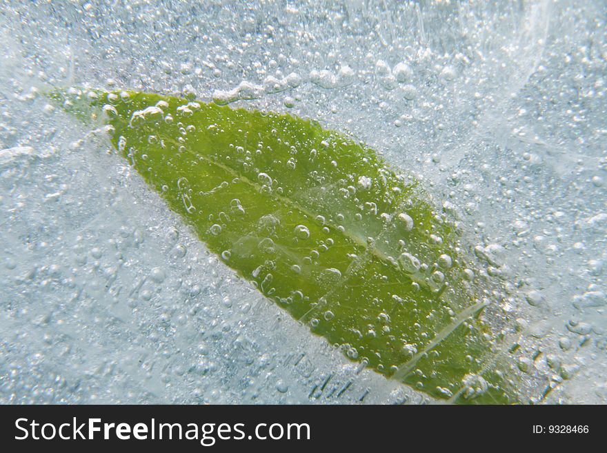 Green leaf in ice white air drops
