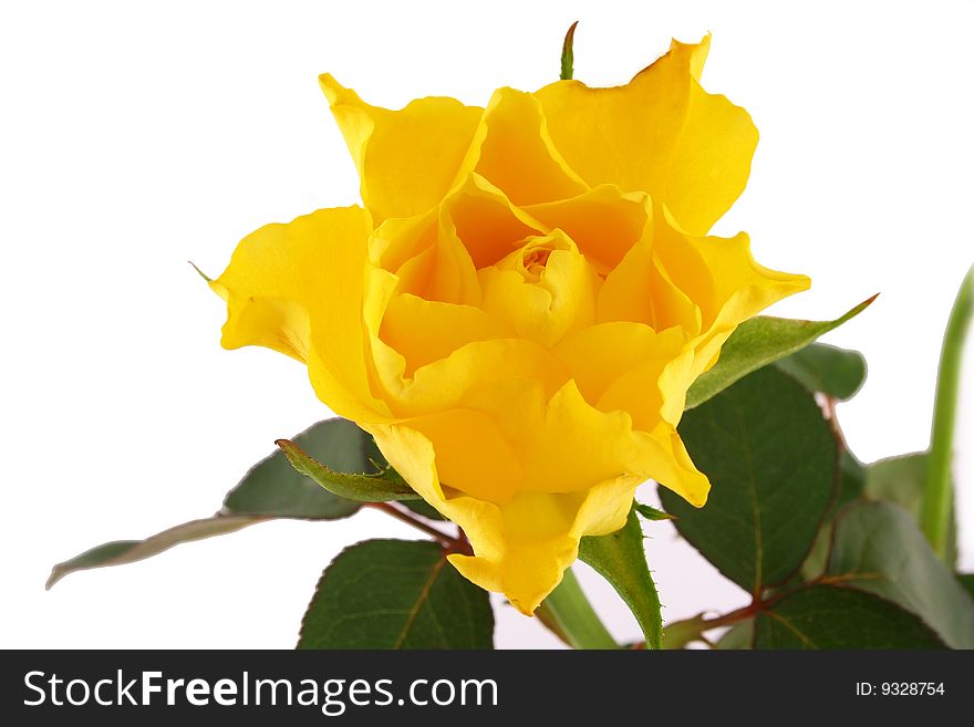 Rose on the white background