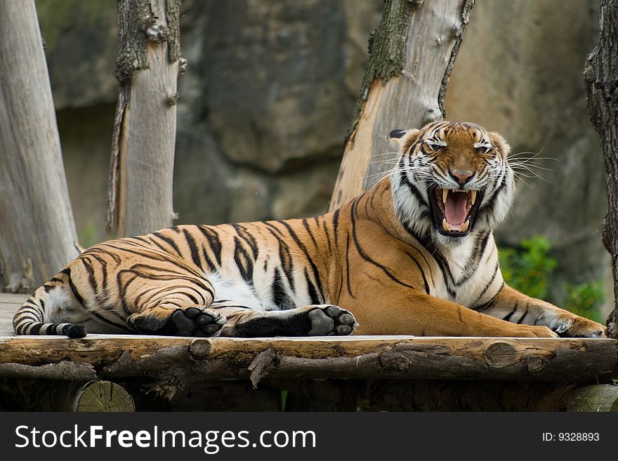 Roaring tiger lies on the wooden bridge