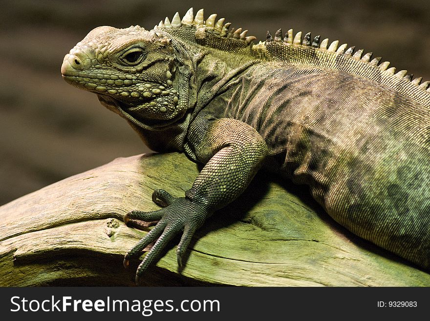 Common iguana waiting attentively for its pray. Common iguana waiting attentively for its pray