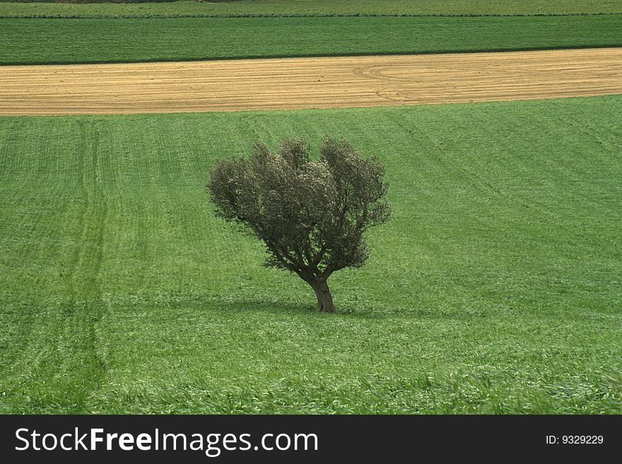 A tree stands alone in the countryside. A tree stands alone in the countryside